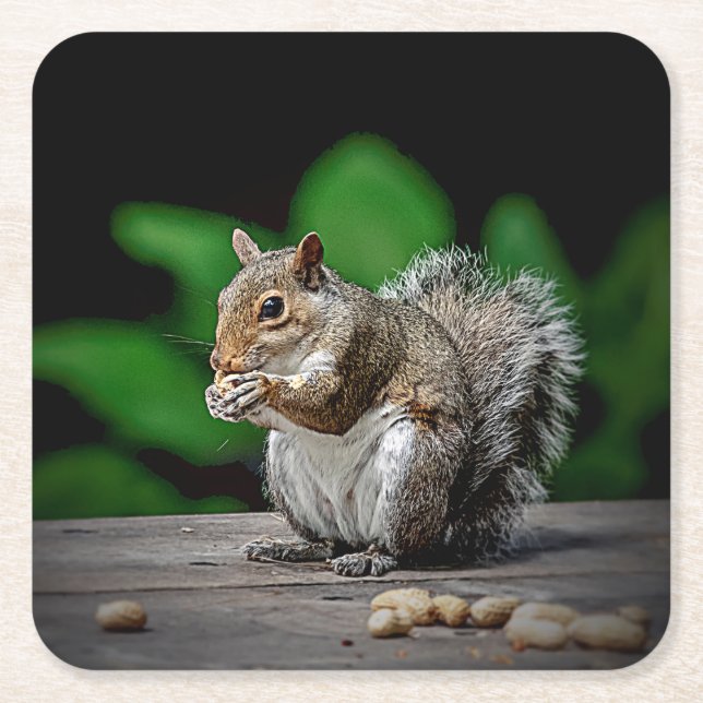 Squirrel with peanuts square paper coaster (Front)