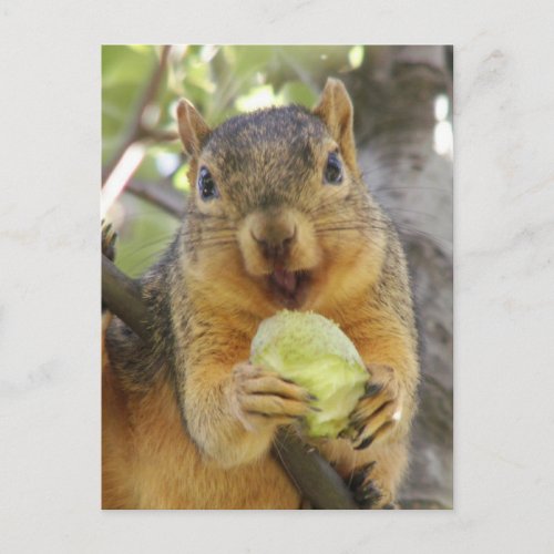 Squirrel with pear postcard