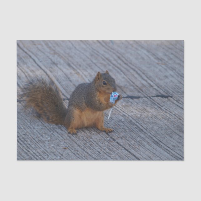 Squirrel With Pop Tissue Paper (Front)