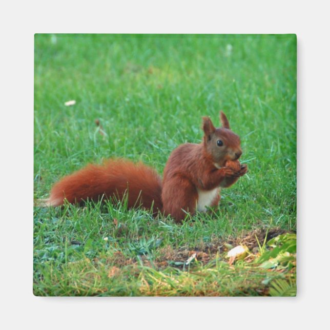 Squirrel with walnut magnet (Front)