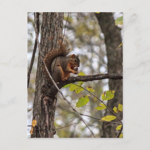 Squirrel with Walnut Postcard
