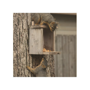 Squirrel Wood Wall Art