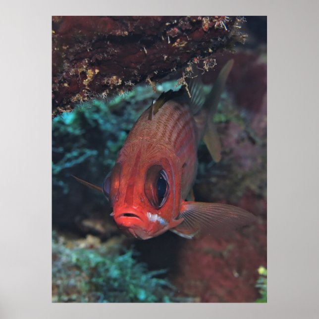 Squirrelfish Portrait Poster (Front)