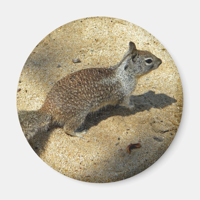Squirrell Magnet (Front)