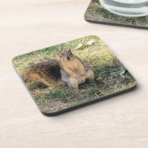 Squirrelly Lil Man Begging for Treats  Beverage Coaster