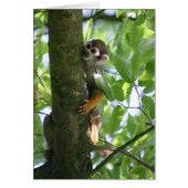 Squirrelmonkey (Front)