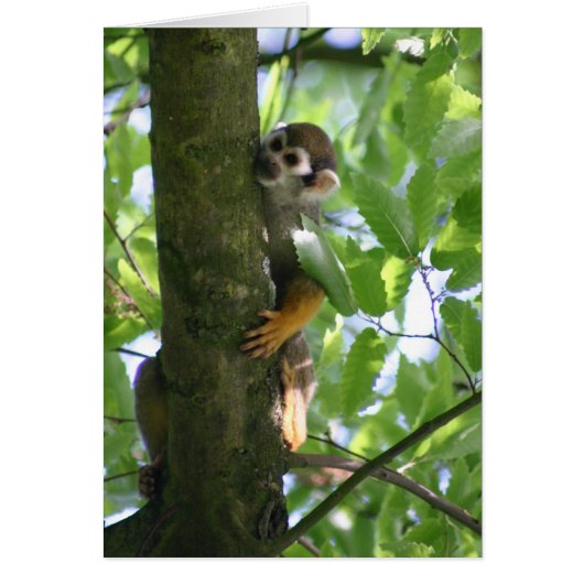 Squirrelmonkey Cards (Front)