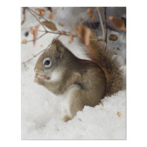 Squirrel's Breakfast Beneath a Bush