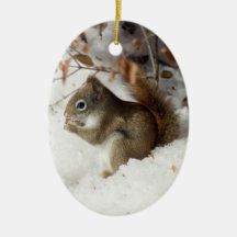 Squirrel's Breakfast