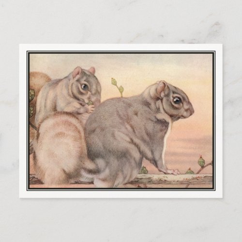 Squirrels by E J Detmold Postcard