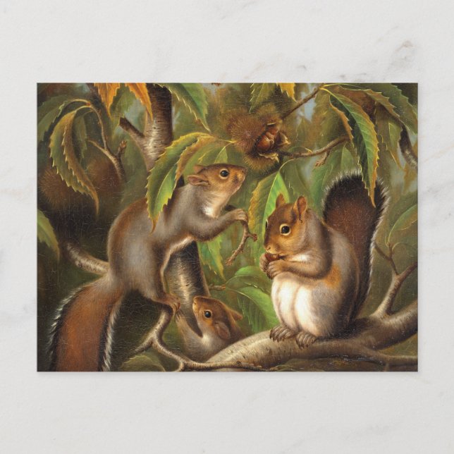 Squirrels in a Chestnut Tree Painting Postcard (Front)
