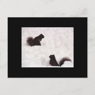 Squirrels in snow postcard