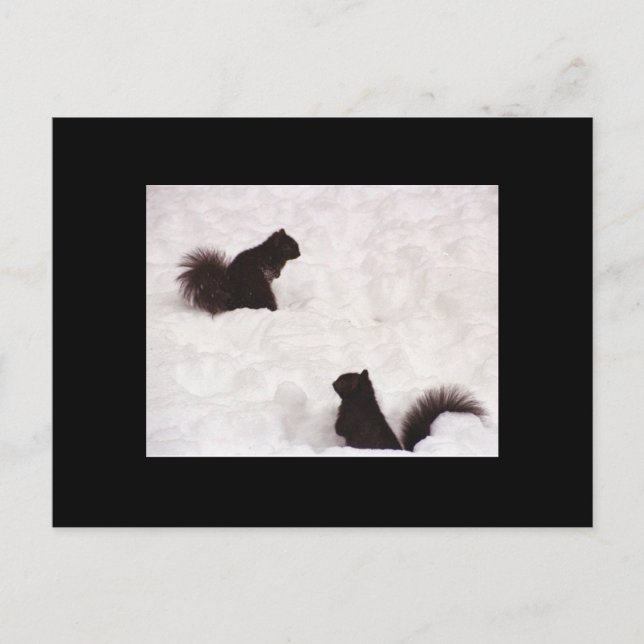 Squirrels in snow postcard (Front)
