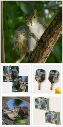 Squirrels Photographic Wildlife
