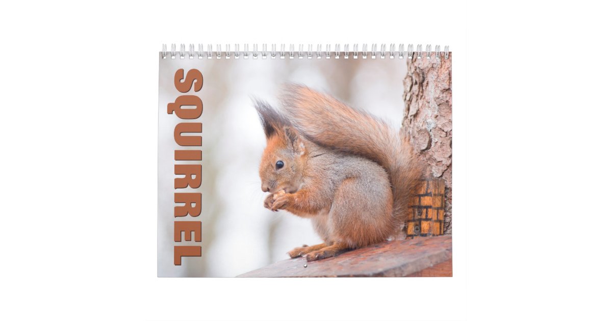 Squirrels Wall Calendar Zazzle