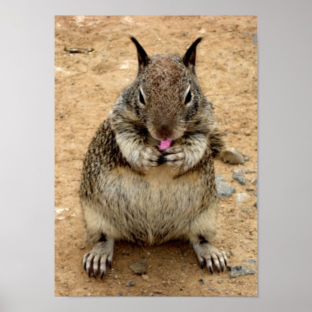 Squirrely Squirrel Poster (Front)