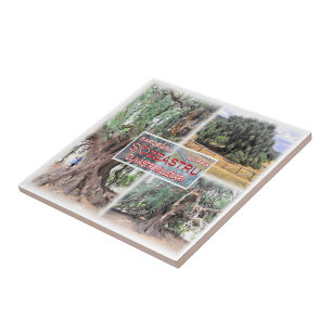 SRD006 LURAS, Millennial Olive Tree, Ceramic Tile