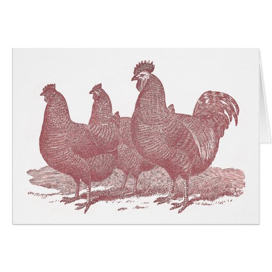 sRed Rooster and Hens Plymouth Rock Chickens Farm (Front Horizontal)