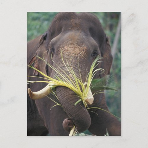 Sri Lanka Elephant feeds at Pinnewala Elephant Postcard