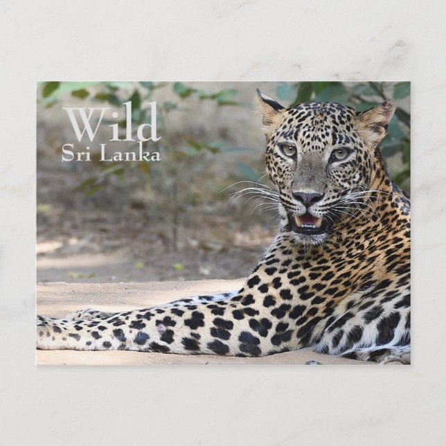 Sri Lanka Leopard Postcard (Front)