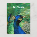 Sri Lanka Peafowl Postcard