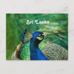 Sri Lanka Peafowl Postcard