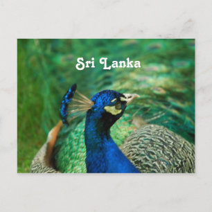 Sri Lanka Peafowl Postcard
