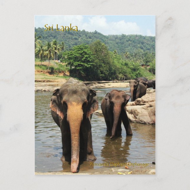 Sri Lanka, Pinnawala Elephant Orphanage Postcard (Front)