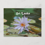 Sri Lanka Water Lily Postcard