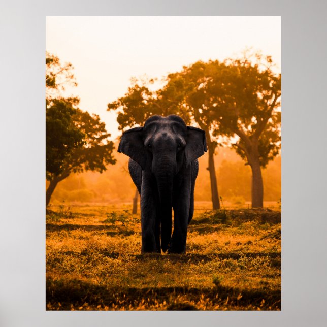 Sri Lankan Elephant at Sunset Poster (Front)