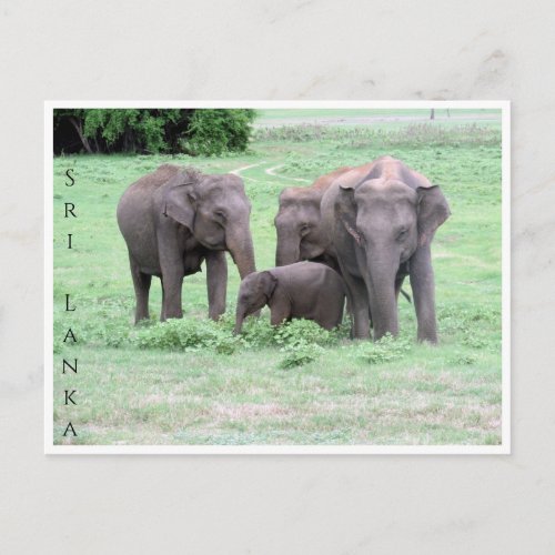 sri lankan elephant family postcard