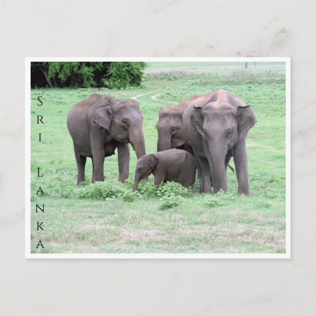 sri lankan elephant family postcard (Front)