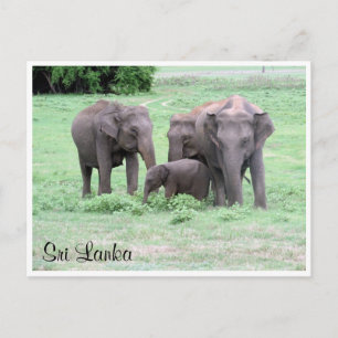 sri lankan elephants postcard