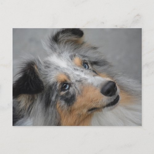 SS Blue Merle White and Tan postcard