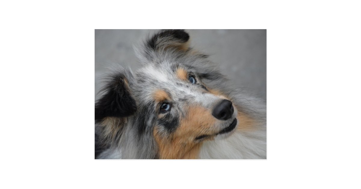 Ss Blue Merle White And Tan Postcard Zazzle Com
