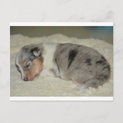 SS Blue Merle White and Tan puppy postcard