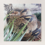 Sssnooze Puzzle<br><div class="desc">This stunning close-up captures a boa constrictor in peak chill mode - coiled, camouflaged, and clearly not here for your nonsense. With detailed textures and a mesmerizing pattern of scales, this puzzle challenges your focus and rewards your patience. Perfect for reptile lovers, texture fanatics, or anyone who wants to stare...</div>