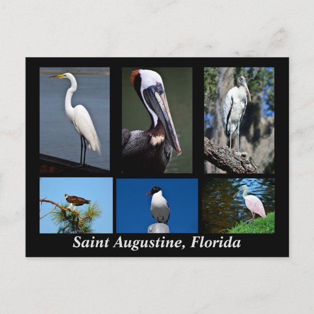 St. Augustine, Florida Tropical Birds Postcard (Front)