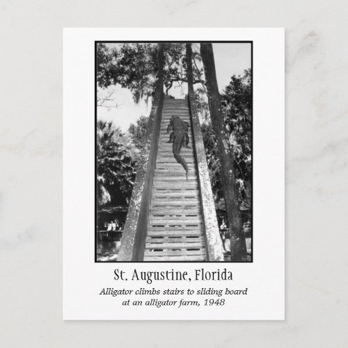 St Augustine retro alligator Postcard