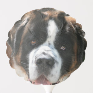 St Bernard Balloon