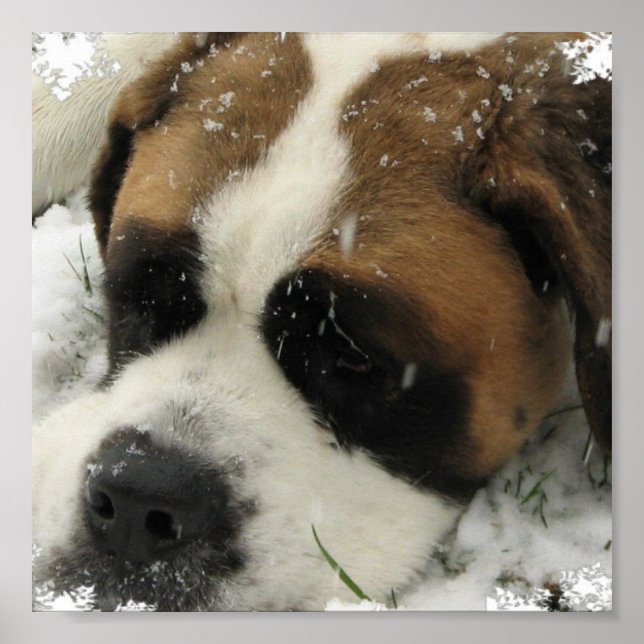 St Bernard Canvas Print (Front)