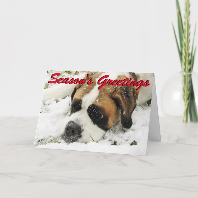 St Bernard Christmas card (Front)