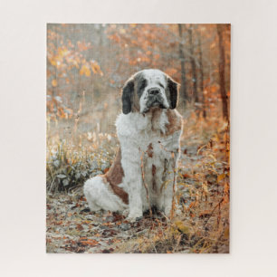 St Bernard dog in Autumn woodland Jigsaw Puzzle