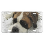 St Bernard Dog License Plate