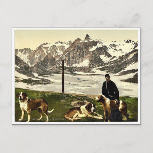 St. Bernard dogs, Valais, Alps of, Switzerland cla Postcard