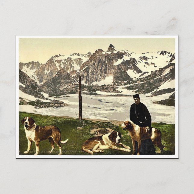 St. Bernard dogs, Valais, Alps of, Switzerland cla Postcard (Front)