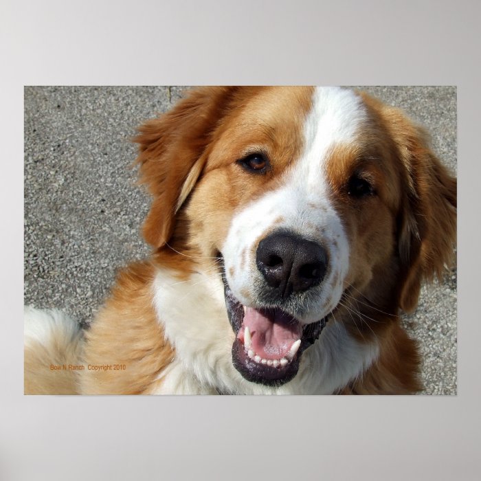 St. Bernard Mix Happy Dog Print