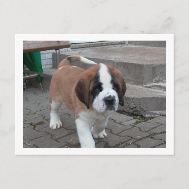 st bernard pup.png postcard (Front)