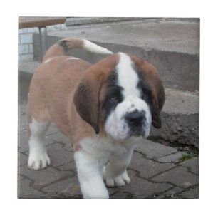 st bernard pup tile