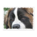 St Bernard Puppies Postcard